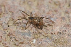 Episinus angulatus