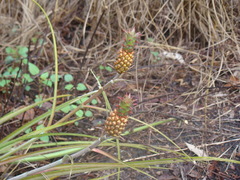 Ananas comosus microstachys
