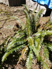 Polystichum munitum