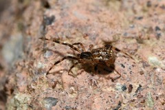 Episinus angulatus