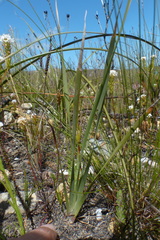 Bobartia filiformis
