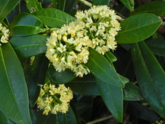 Skimmia