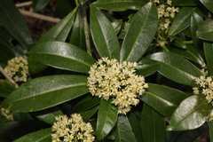 Skimmia