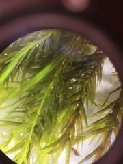 Fontinalis dalecarlica