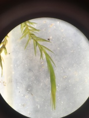 Fontinalis dalecarlica