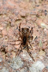 Episinus angulatus