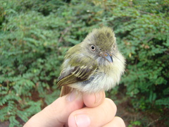 Hemitriccus minor snethlageae