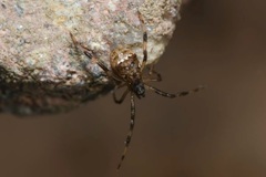 Episinus angulatus
