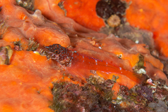 Tripterygion melanurus