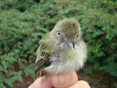 Hemitriccus minor snethlageae