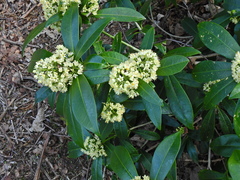 Skimmia