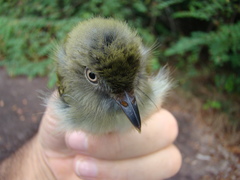 Hemitriccus minor snethlageae