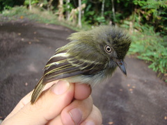 Hemitriccus minor snethlageae