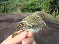 Hemitriccus minor snethlageae