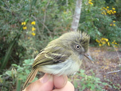 Hemitriccus minor snethlageae