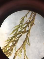 Fontinalis dalecarlica