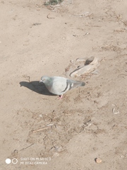 Columba livia domestica