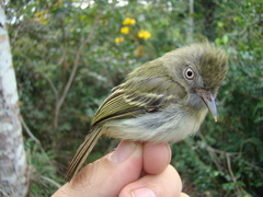 Hemitriccus minor snethlageae