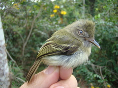 Hemitriccus minor snethlageae