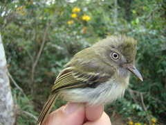 Hemitriccus minor snethlageae