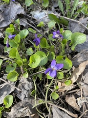 Viola odorata
