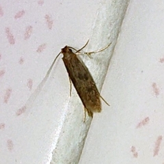 Tineidae