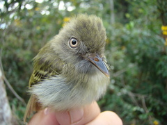 Hemitriccus minor snethlageae