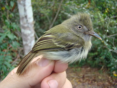 Hemitriccus minor snethlageae