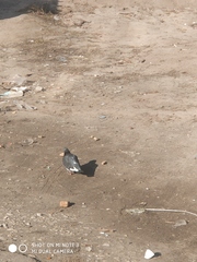 Columba livia domestica