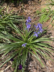 Hyacinthoides hispanica