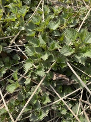 Urtica dioica