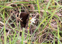 Dira clytus eurina