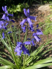 Hyacinthoides hispanica
