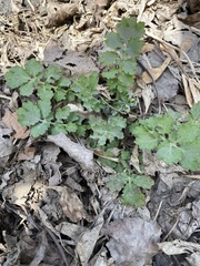 Chelidonium majus