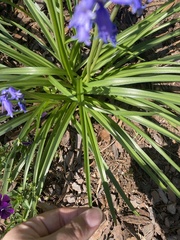 Hyacinthoides hispanica