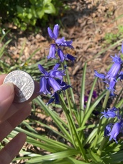 Hyacinthoides hispanica