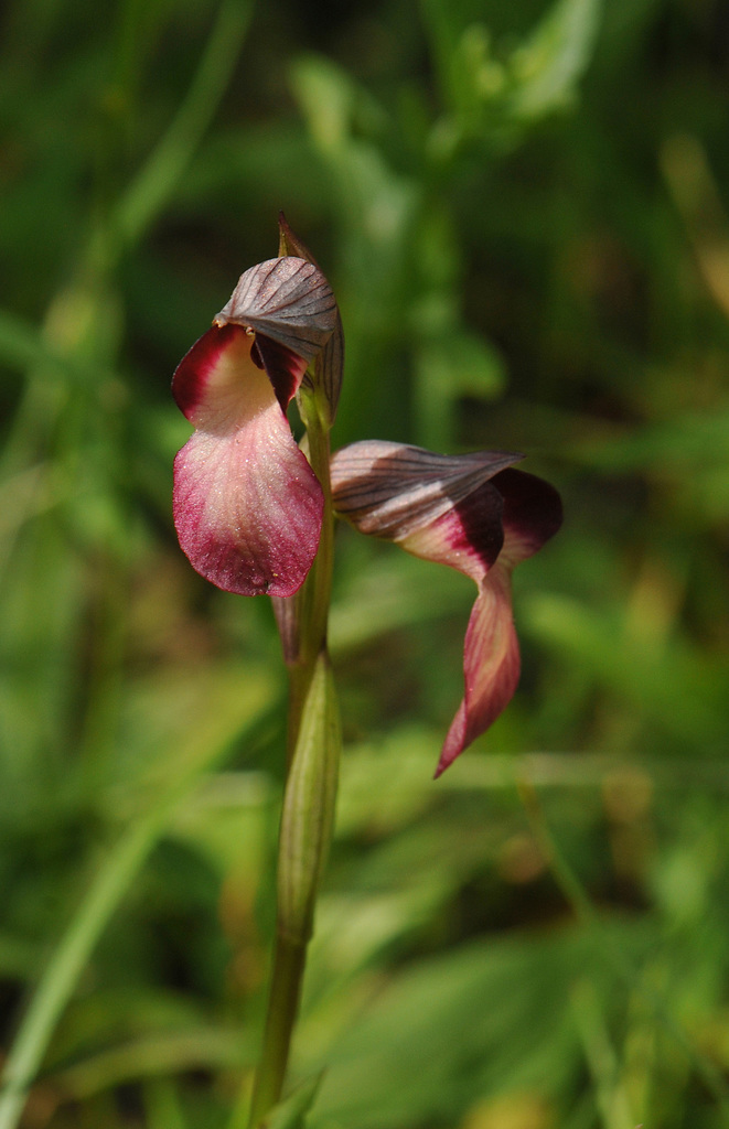 Tongue Orchid (Orchidaceae La Rioja) · iNaturalist