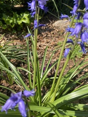 Hyacinthoides hispanica