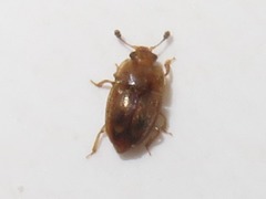Epuraea imperialis
