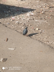 Columba livia