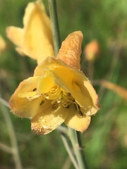 Delphinium luteum