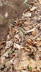Polygonatum pubescens
