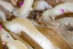 Periclimenes scriptus