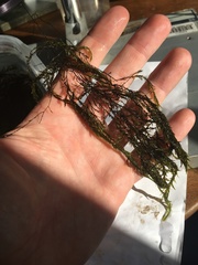 Fontinalis dalecarlica