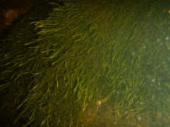 Fontinalis dalecarlica