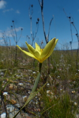 Bobartia filiformis