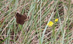 Dira clytus eurina