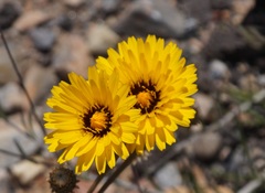Reichardia tingitana