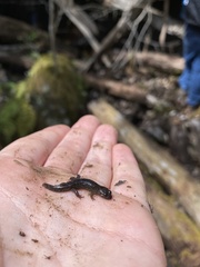 Desmognathus fuscus