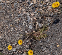 Reichardia tingitana